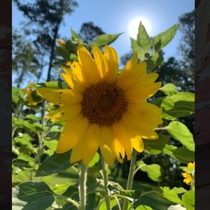 Meet your Posher, Lainey